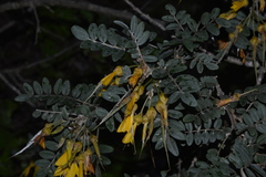 Sophora macrocarpa