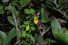 Tropaeolum brachyceras