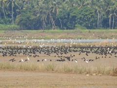 Plegadis falcinellus