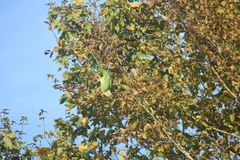 Psittacula krameri