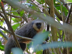 Plecturocebus vieirai