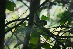 Parus major