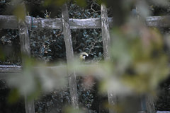 Parus major