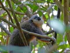 Plecturocebus vieirai