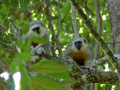 Plecturocebus vieirai