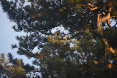Columba palumbus