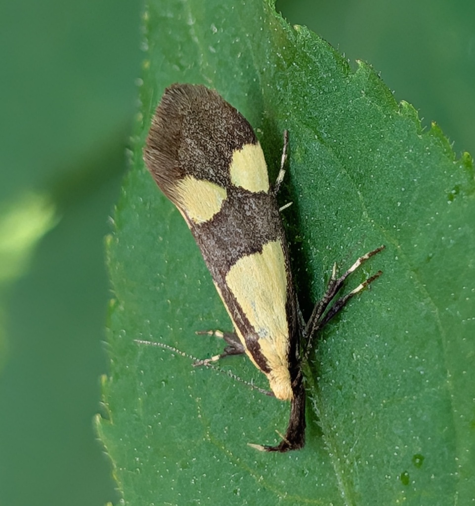Oecophora kindermanni