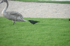 Corvus corone