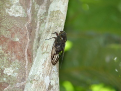 Cicadidae
