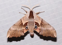 Smerinthus saliceti