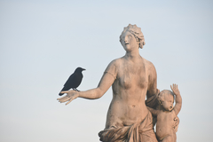 Corvus corone