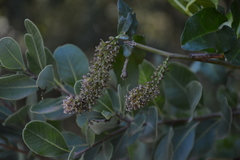Ercilla spicata