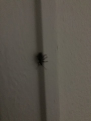 Otiorhynchus sulcatus