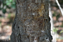 Nothofagus glauca