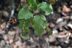 Nothofagus glauca