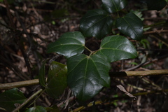 Lardizabala biternata