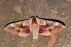 Smerinthus saliceti