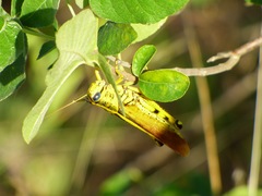 Schistocerca alutacea