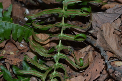 Blechnum hastatum