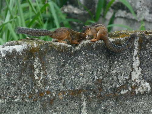 Fire-footed Rope Squirrel