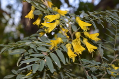 Sophora macrocarpa
