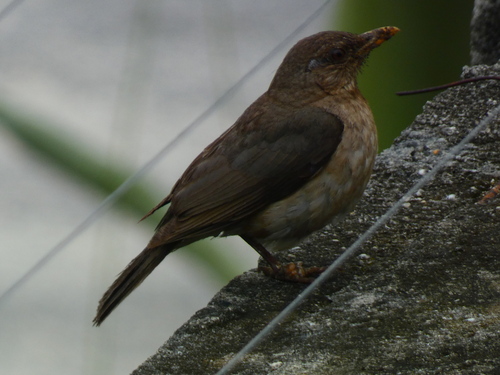 African Thrush