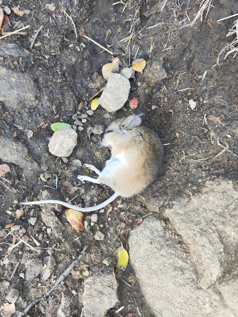 Darwin's Leaf-eared Mouse