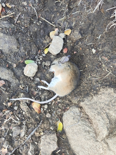 Darwin's Leaf-eared Mouse