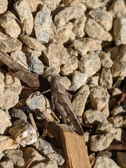 Trimerotropis thalassica