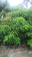 Mangifera indica