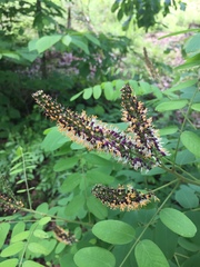 Amorpha ouachitensis