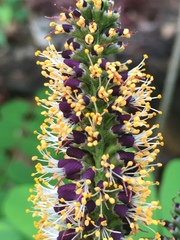 Amorpha ouachitensis