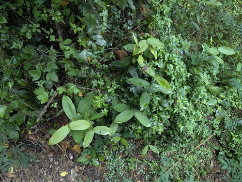 Ixora philippinensis observed 2025-07-11