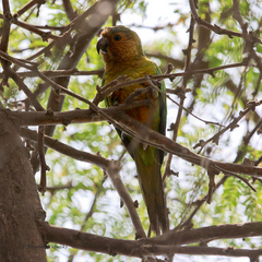 Eupsittula pertinax arubensis