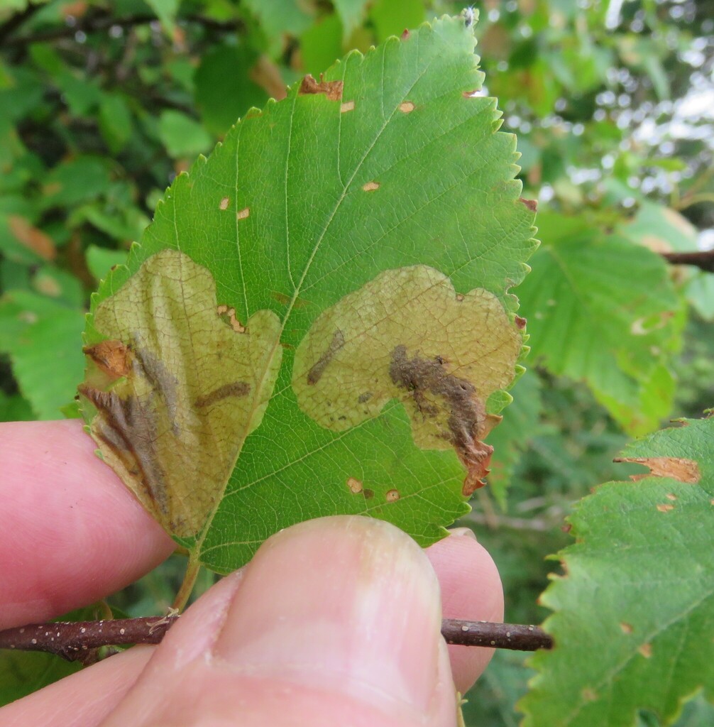 Early birch leaf edgeminer