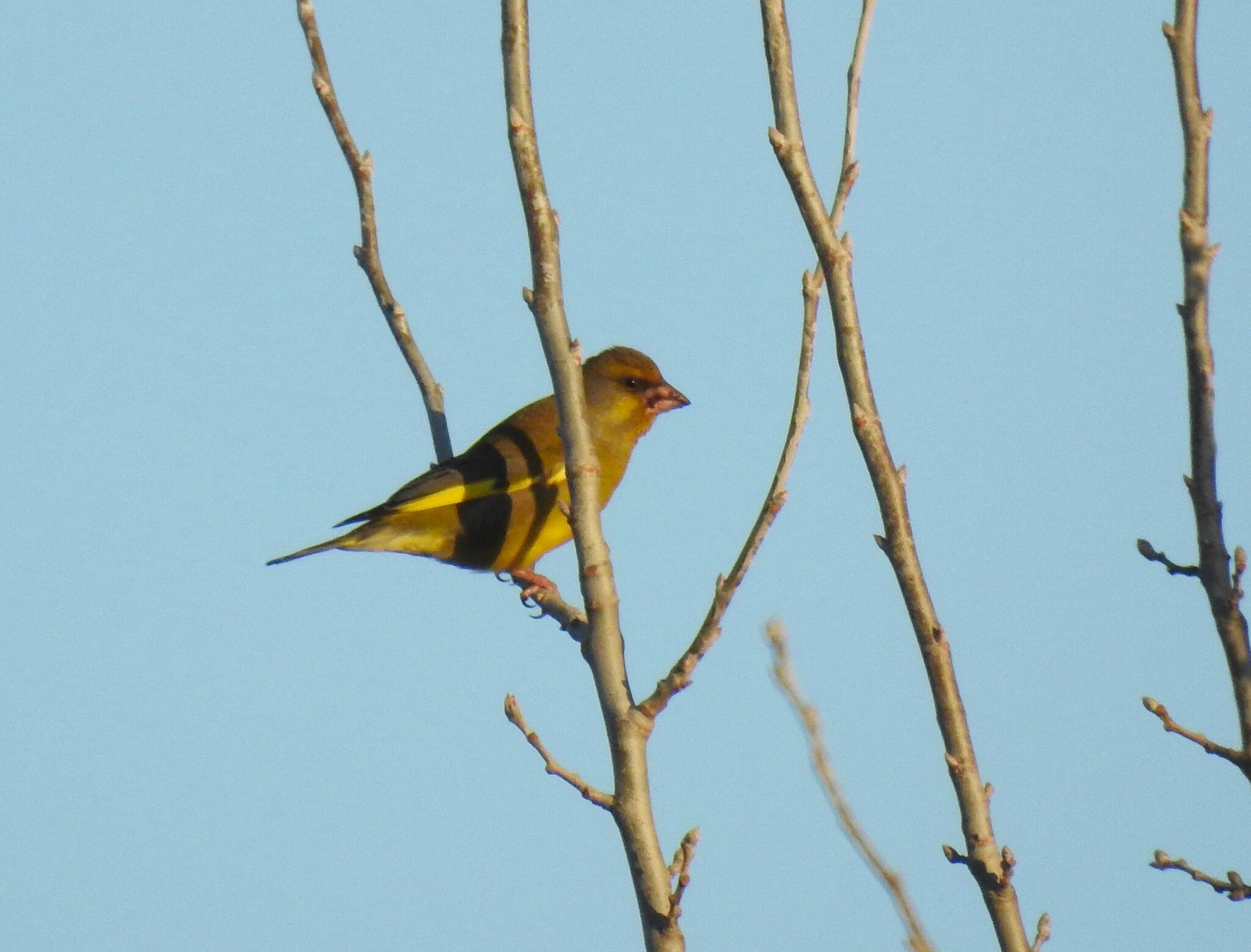 European Greenfinch