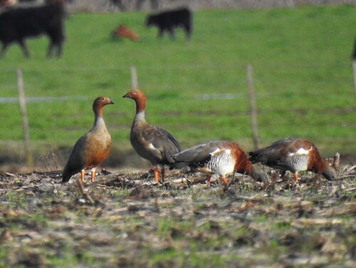 Ruddy-headed Goose (Chloephaga rubidiceps), photo 4