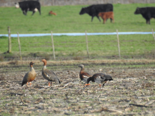 Ruddy-headed Goose (Chloephaga rubidiceps), photo 5