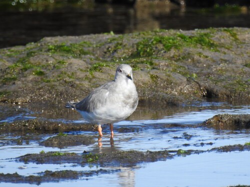 Magellanic Plover (Pluvianellus socialis), photo 6