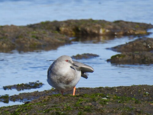 Magellanic Plover (Pluvianellus socialis), photo 7