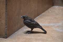 Molothrus aeneus