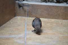 Molothrus aeneus