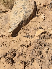 Capnobotes occidentalis