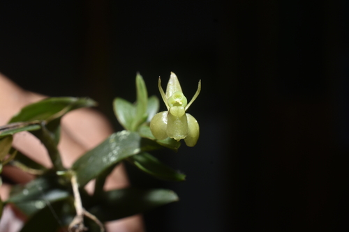 Epidendrum renzii Garay & Dunst.