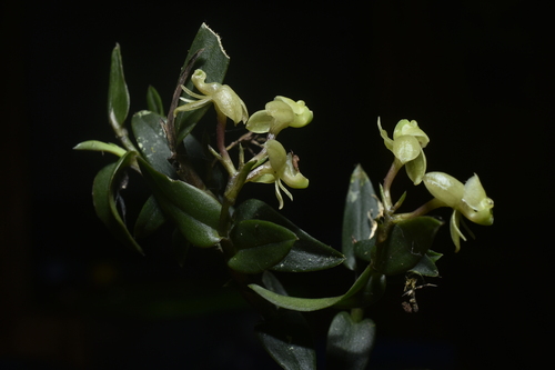 Epidendrum renzii Garay & Dunst. 2