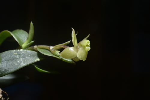 Epidendrum renzii Garay & Dunst. 3