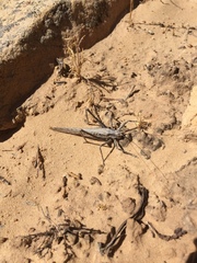 Capnobotes occidentalis