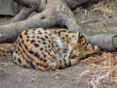 Leptailurus serval serval