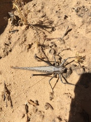 Capnobotes occidentalis