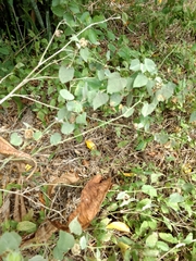 Abutilon berlandieri